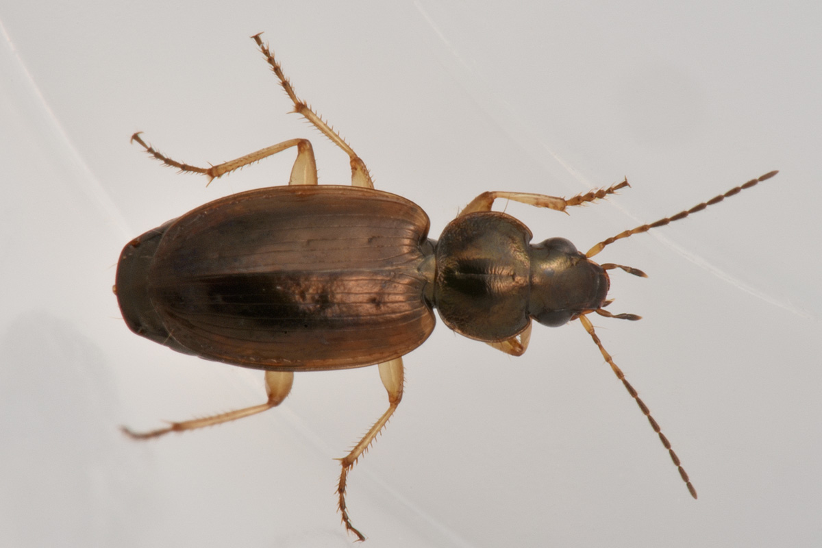 Carabidae: Olisthopus glabricollis & fuscatus?